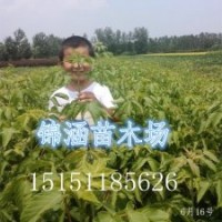 1.5米高的复叶槭苗销售一空现货批发1米高当年生复叶槭小苗大量供