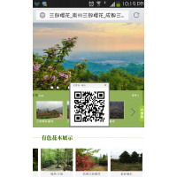 长期供应樱花、桂花、银杏