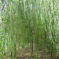 博野速生垂柳基地|速生垂柳价格|速生垂柳批发