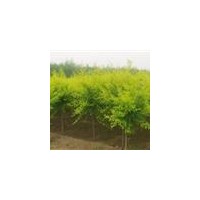 榆树价格、河北保定哪里有榆树