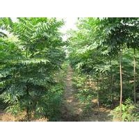 无患子树苗出售