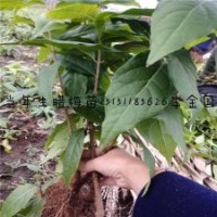 0.3-1米高腊梅花苗江苏腊梅苗价格嫁接腊梅苗