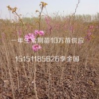 易成活的1公分紫荆小苗2年生紫荆花苗1.5米高的