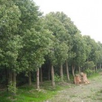 香樟各种规格电询。