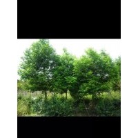 供应福安天竺桂产地直销