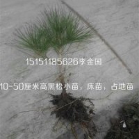 一年生黑松床苗一米高黑松小苗锦涵苗木场供应各种规格黑松苗