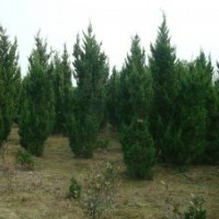 华东供应蜀桧、龙柏