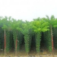 供应、各种绿化大小苗木、