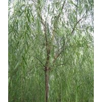 107杨树，保定柳树最便宜