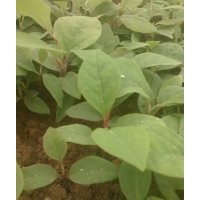供应紫玉兰、酸柑、竹柏奶苗
