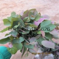 可以嫁接加拿大紫荆粘木10厘米高巨紫荆床苗4月供应