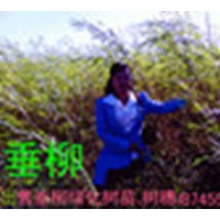 柳树苗插穗母根黑龙江海伦李红