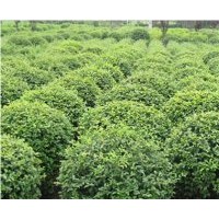 金叶女贞球、小叶女贞球以及小苗