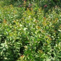 紫薇小苗基地，紫薇小苗苗圃，河南紫薇小苗