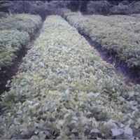 大量出售各种规格三角梅