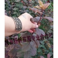 出售紫叶李小苗、50公分-1.5米紫叶李小苗、80公分-1米紫叶李小苗