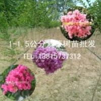 江苏2米高紫薇树苗的价格