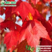 美国改良红枫 十月光辉 美国红枫小苗供应包成活 红枫树苗批发|采