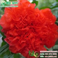 牡丹花石榴 赏花、收果两不误