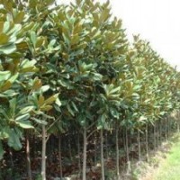 广玉兰_广玉兰价格