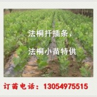 江苏南京22公分造型法桐最新技术培训