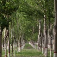 德州荣盛供应优质107速生杨小苗