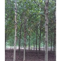 法桐扦插条!速生法桐!法桐小苗!全冠法桐!带帽法桐!法国梧桐!法桐