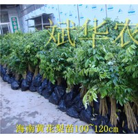 大量供应海南黄花梨、土沉香苗木