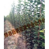 供应西府海棠苗-西府海棠苗供应商-西府海棠小苗价格