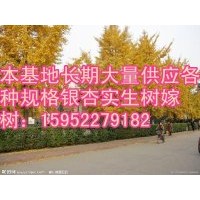 专供银杏苗木