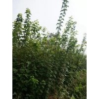 对节白蜡,石楠，鸡公，紫薇树苗