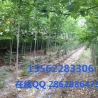 白腊 保国园林专业种植白腊