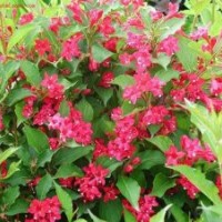 蜀快，龙柏，刺柏，地柏便宜了各种苗木