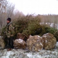 苗木针叶,阔叶,灌木