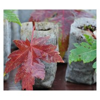 河南桃枫基地美国红枫树苗质保品优