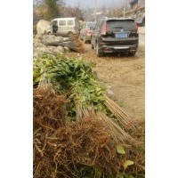 双一樱花-樱桃-优价樱花-大量樱花--樱桃