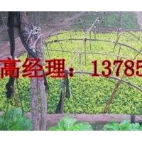 河北深州供应春季扦插女贞小苗小苗