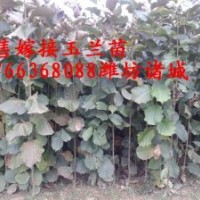 嫁接的红黄玉兰小苗