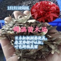 最美四季红红枫苗1米高嫁接红枫小苗三季观叶一季观杆