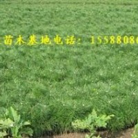 甩卖50厘米油松苗 油松小苗 油松树苗