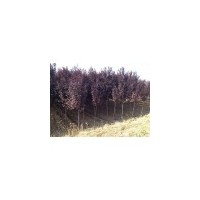 2014年银杏树价格表_园林绿化苗木价格-山东泰和苗圃