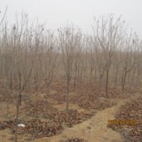 便宜出售海棠，木槿，樱花3万棵