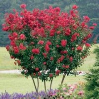 美国紫薇小苗正在火热销售中，详电询。