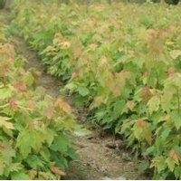 美国红枫小苗高60-90cm正在销售中详电询。