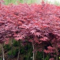 专供绿化工程苗量大常年送货上门