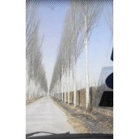 出售椿树小苗、合欢小苗、毛白杨小苗、国槐小苗