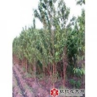 供应大量山桃苗低价,山杏苗出售