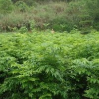 供应海南黄花梨