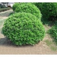 扶芳藤球、黑松苗