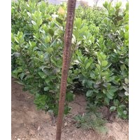 供应冬青苗绿篱